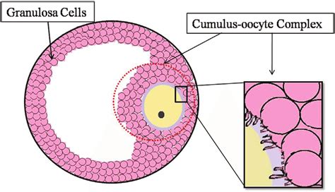 oocyte cumulus complex